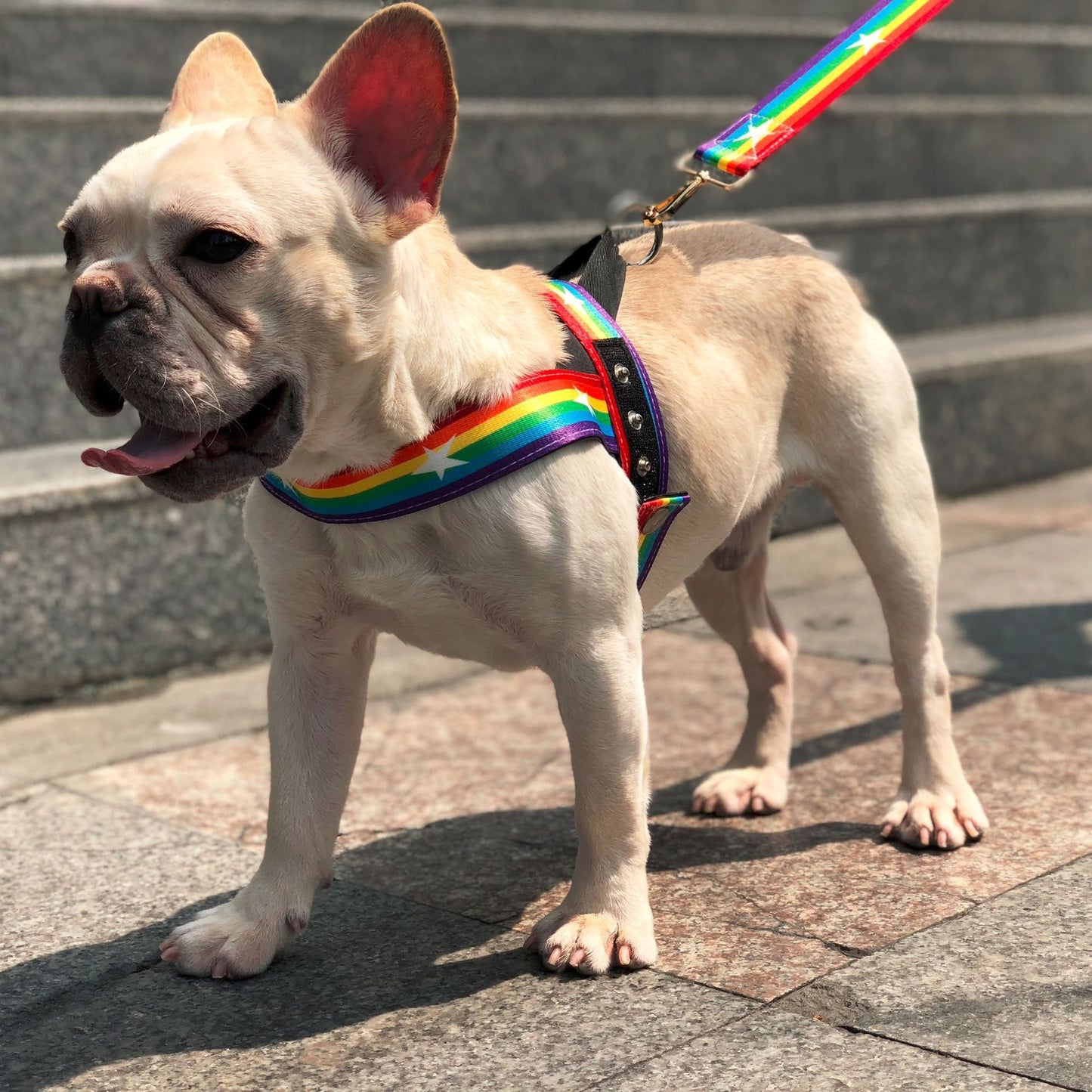 Rainbow cool dog chain dog leash - Xmaker