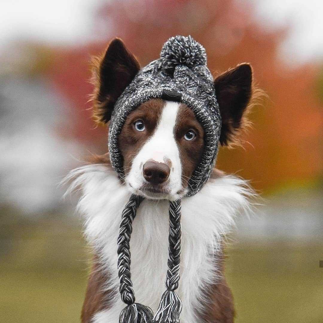 Winter Dog Hat Windproof Fluffy Knitted Polar Pom Hat - Xmaker