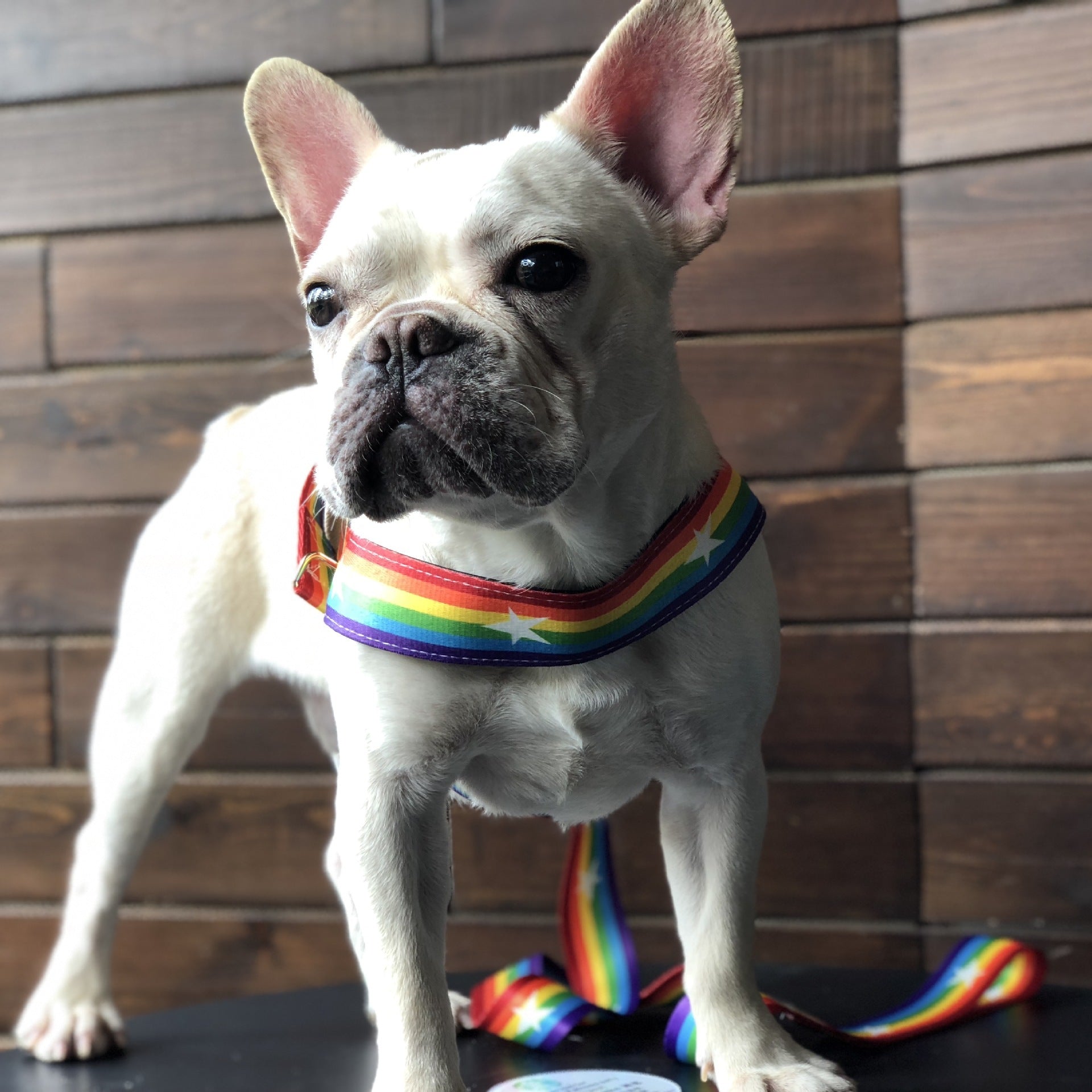 Rainbow cool dog chain dog leash - Xmaker