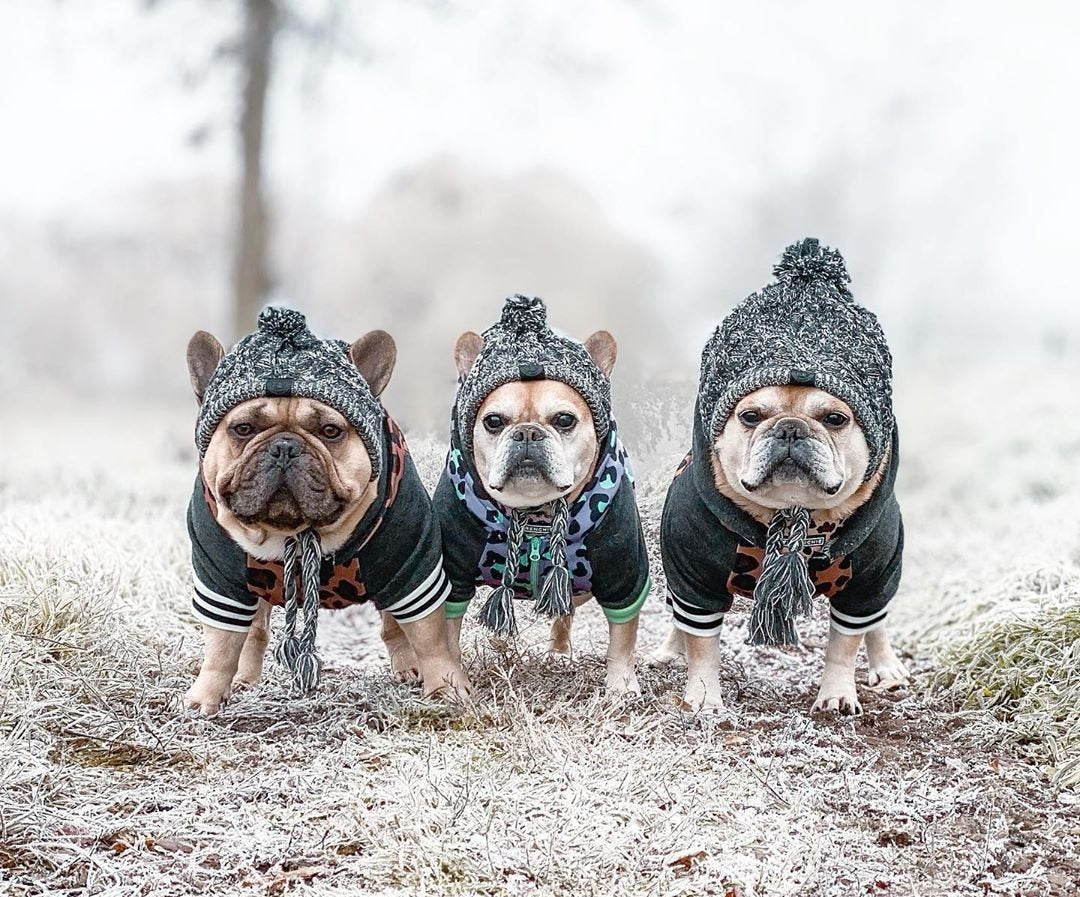 Winter Dog Hat Windproof Fluffy Knitted Polar Pom Hat - Xmaker