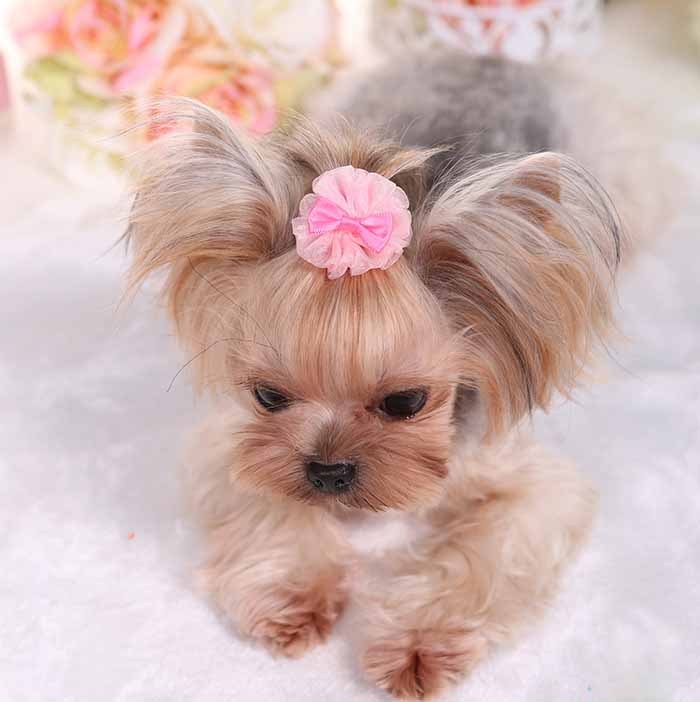 Pet Dog Cute Organza Bubble Hairpin - Xmaker