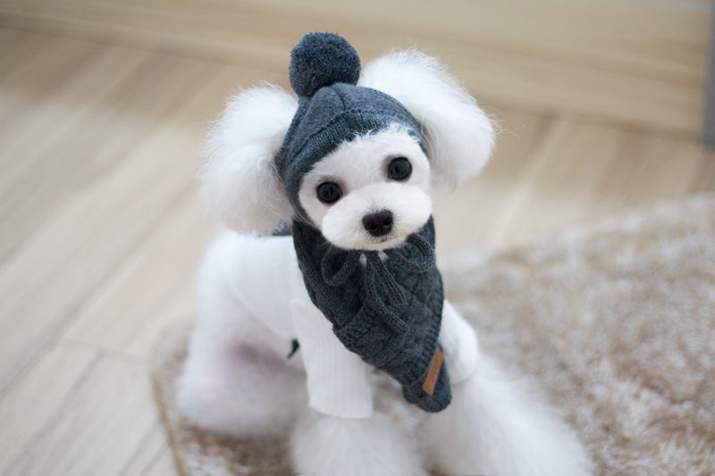 Pet wool scarf hat pet - Xmaker