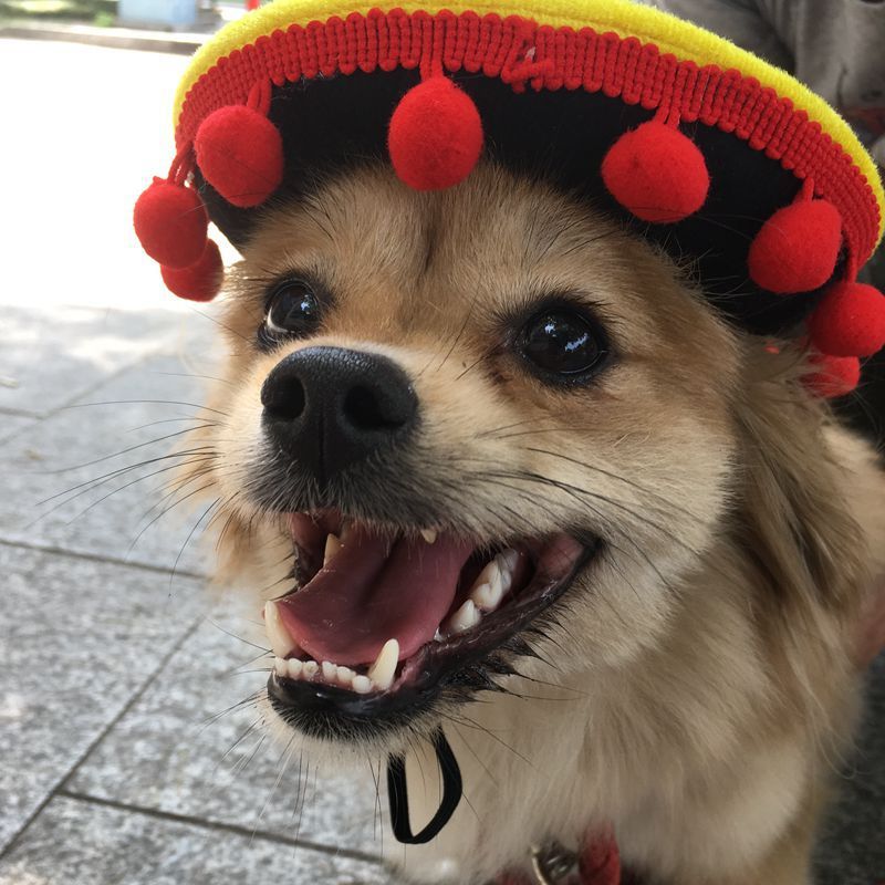 Sales Pet Supplies Hot Dog Hats - Xmaker